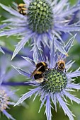 Sea holly, Eryngium zabelii, Bumble bee Bombus terrestris & honey bee Apis mellifera, pollinating flowerhead in garden border.