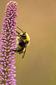 Culvers root, Veronicastrum sibiricum, White-tailed Bumble bee Bombus lucorum, feeding on mauve flowerhead in a garden.