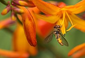 Crocosmia, Crocosmia Montbretia, Hoverfly Episyrphus balteatus, feeding on orange flower in a garden.