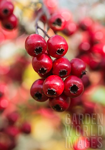 Hawthorn_Common_hawthorn_Crataegus_monogyna_Detail_of_red_berries_growing_outdoor