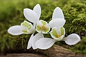 Snowdrop, Common snowdrop, Galanthus nivalis, Whie flowers growing outdoor in mossy bark.