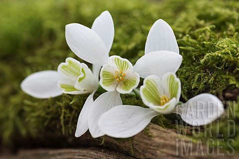 Snowdrop_Common_snowdrop_Galanthus_nivalis_Whie_flowers_growing_outdoor_in_mossy_bark