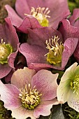 Hellebore, Helleborus, Christmas Rose Lenten Rose, close up of a group of flowerheads.