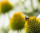 Echinacea, Coneflower, Purple coneflower, Echinacea purpurea Honey bee Apis mellifers from behind feeding on flowerhead.