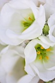 Prairie gentian, Eustoma grandiflorum, Close up of white flowers showing stamen.