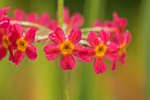 Primula, Primrose, Japanese primrose, Primula japonica, Candelabra primrose, Close up of red flowers covered in raindrops after a shower.