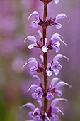 Sage, Purple sage, Salvia nemorosa, Purple delicate flowers growing outdoor in a garden border.