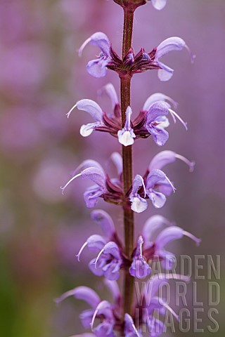 Sage_Purple_sage_Salvia_nemorosa_Purple_delicate_flowers_growing_outdoor_in_a_garden_border