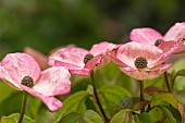 Dogwood, Flowering Dogwood, Cornus kousa Satomi, Showing pink bracts & small green flowerheads covered in raindrops.