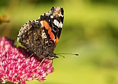 Sedum, Red Admiral butterfly Vanessa atalanta, feeding on a pink flowerhead in garden border.