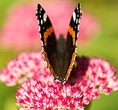 Sedum, Red Admiral butterfly Vanessa atalanta, feeding on a pink flowerhead in garden border.