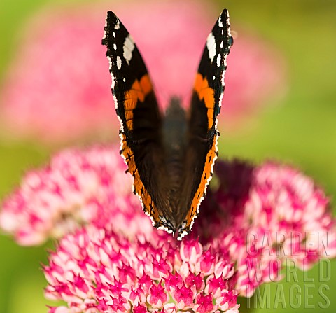 Sedum_Red_Admiral_butterfly_Vanessa_atalanta_feeding_on_a_pink_flowerhead_in_garden_border