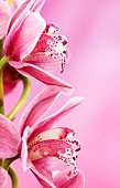 Orchid, Cymbidium, Studio shot of pink flowers shing stamen.