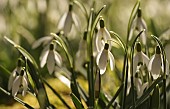 Snowdrop, Common snowdrop, Galanthus nivalis, Small white flowers growing outdoor in woodland.