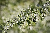 Snowdrop, Common snowdrop, Galanthus nivalis, Small white flowers growing outdoor in woodland.