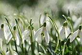 Snowdrop, Common snowdrop, Galanthus nivalis, Small white flowers growing outdoor in woodland.