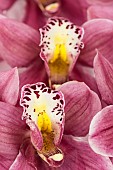 Orchid, Cymbidium, Studio shot of pink flowerheads.