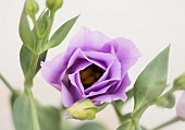 Prairie gentian, Eustoma grandiflorium, Studio shot of mauve flower.