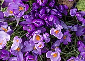 Crocus, Early crocus, Crocus tommasinianus, Aerial view of purple flowers  showing orange  stamens & pollen.