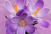 Crocus, Early crocus, Crocus tommasinianus, Studio shot of purple flowers  showing orange  stamens.