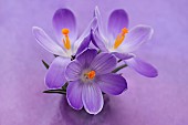 Crocus, Early crocus, Crocus tommasinianus, Studio shot of purple flowers  showing orange  stamens.