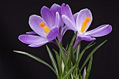 Crocus, Early crocus, Crocus tommasinianus, Studio shot of purple flowers  showing orange  stamens.