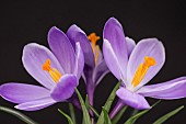 Crocus, Early crocus, Crocus tommasinianus, Studio shot of purple flowers  showing orange  stamens.