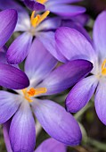 Crocus, Early crocus, Crocus tommasinianus, Purple flowers  showing orange stamens growing ourtdoor.