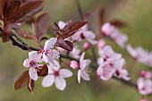 Cherry plum, Black cherry plum, Prunus cerasifera Nigra, Pink blossom & leaves  opening together in garden border.