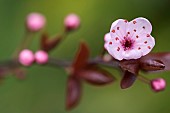 Cherry plum, Black cherry plum, Prunus cerasifera Nigra, Pink blossom & leaves  opening together in garden border.