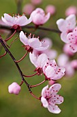 Cherry plum, Black cherry plum, Prunus cerasifera Nigra, Pink blossom & leaves  opening together in garden border.