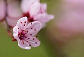 Cherry plum, Black cherry plum, Prunus cerasifera Nigra, Pink blossom & leaves  opening together in garden border.