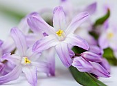 Glory of the snow, Chionodoxa, Studio shot close up of mauve coloured flowers.