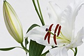 Lily, Oriental lily, Lilium, Studio shof of white flower & bud showing stamens & pollen.