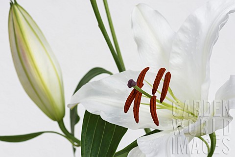 Lily_Oriental_lily_Lilium_Studio_shof_of_white_flower__bud_showing_stamens__pollen