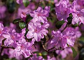 Rhododendron, Rhododendron Praecox , Mauve coloured flowers growing outdoor.