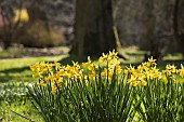 Daffodil, Narcissus, Clusters of backlit yellow flowers gowing outdoor.