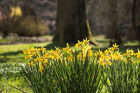 Daffodil_Narcissus_Clusters_of_backlit_yellow_flowers_gowing_outdoor