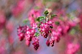 Currant, Flowering currant, Ribes sanguineum, Pink flowers growing outdoor.