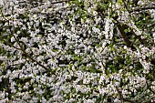 Cherry, Wild Cherry, Prunus avium, Small white blossoms growing outdoor.