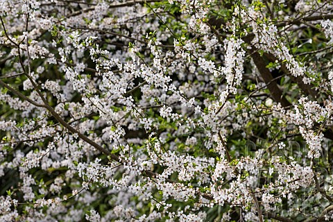 Cherry_Wild_Cherry_Prunus_avium_Small_white_blossoms_growing_outdoor