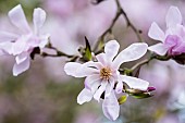 Magnolia, Magnolia Leonard Messel, Magnolia x loebneri Leonard Messel, Pastel pink flowers growing outdoor on the tree.