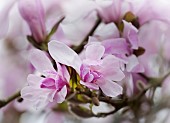 Magnolia, Magnolia Leonard Messel, Magnolia x loebneri Leonard Messel, Pastel pink flowers growing outdoor on the tree.