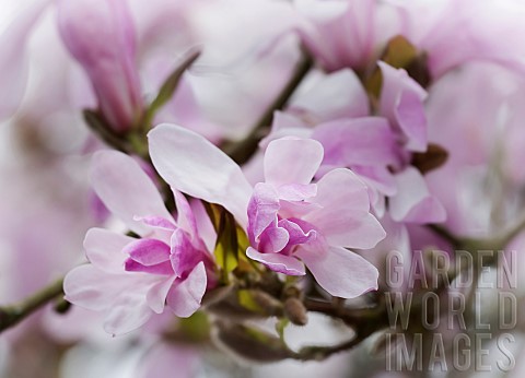 Magnolia_Magnolia_Leonard_Messel_Magnolia_x_loebneri_Leonard_Messel_Pastel_pink_flowers_growing_outd