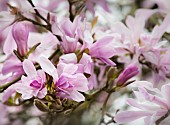 Magnolia, Magnolia Leonard Messel, Magnolia x loebneri Leonard Messel, Pastel pink flowers growing outdoor on the tree.