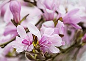 Magnolia, Magnolia Leonard Messel, Magnolia x loebneri Leonard Messel, Pastel pink flowers growing outdoor on the tree.