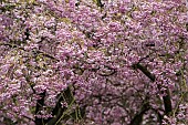 Cherry, Single pink weeping cherry, Prunus subhirtella Pendula rubra, Clusters of small hanging pink flowers growing outdoor.