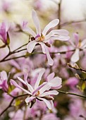 Magnolia, Magnolia Leonard Messel, Magnolia x loebneri Leonard Messel, Pastel pink flowers growing outdoor on the tree.