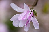 Magnolia, Magnolia Leonard Messel, Magnolia x loebneri Leonard Messel, Pastel pink flowers growing outdoor on the tree.