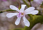 Magnolia, Magnolia Leonard Messel, Magnolia x loebneri Leonard Messel, Pastel pink flowers growing outdoor on the tree.